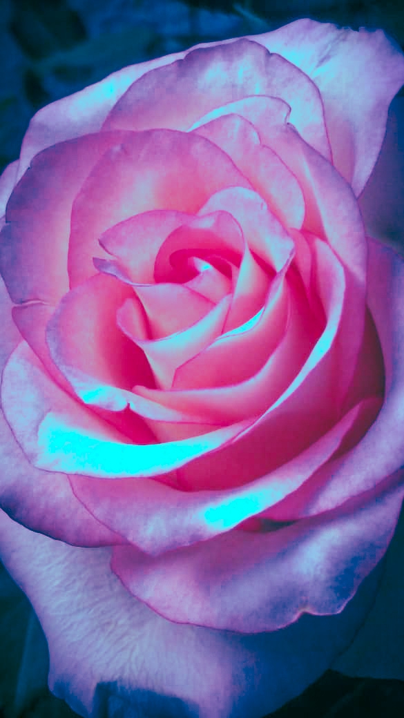 rose