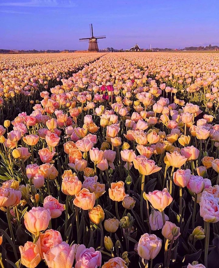 Tulps ⚘⚘⚘
