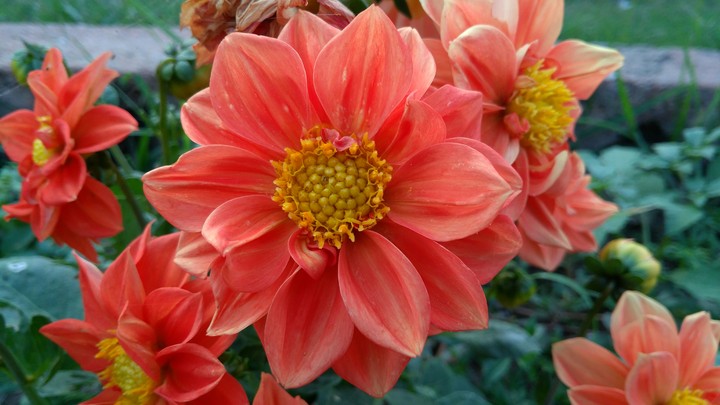 Flowers