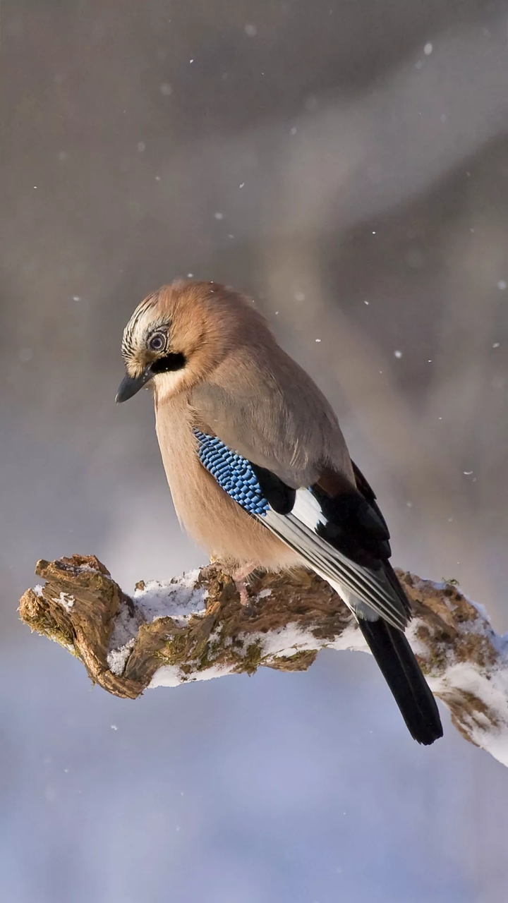 Unique Birds