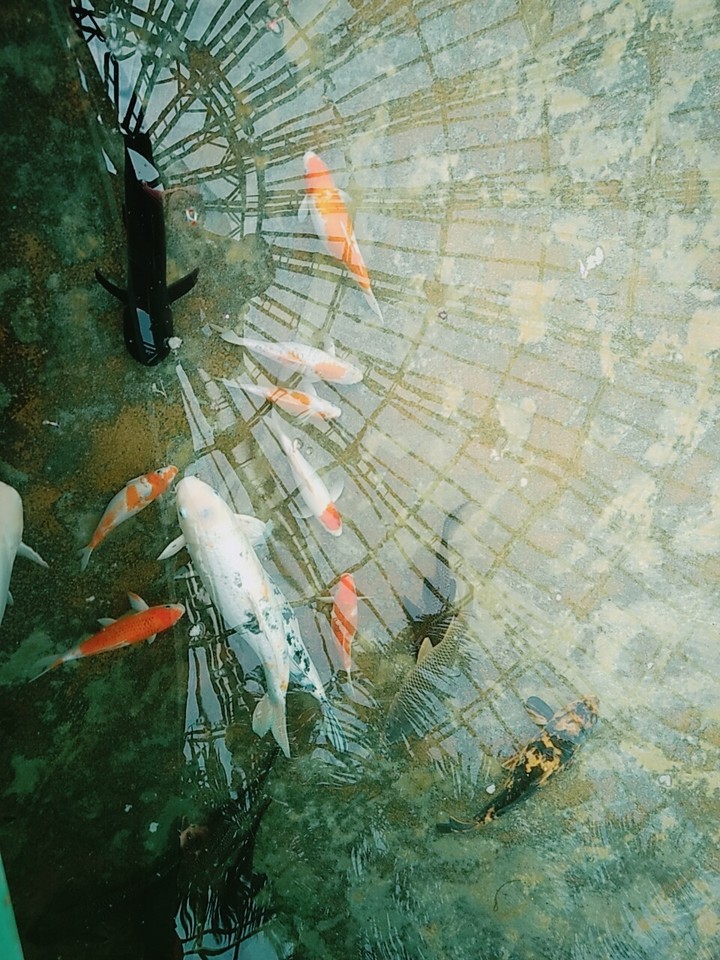 FISH