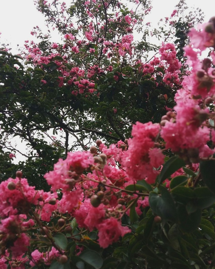 flower lovers