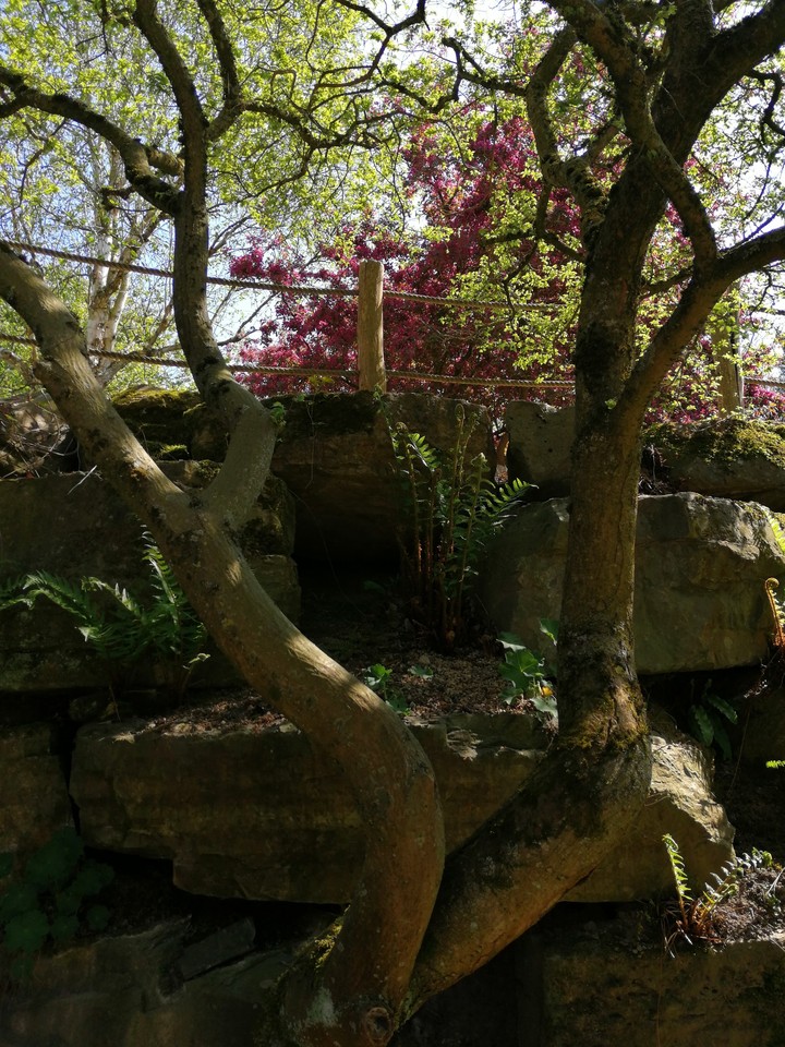 tree