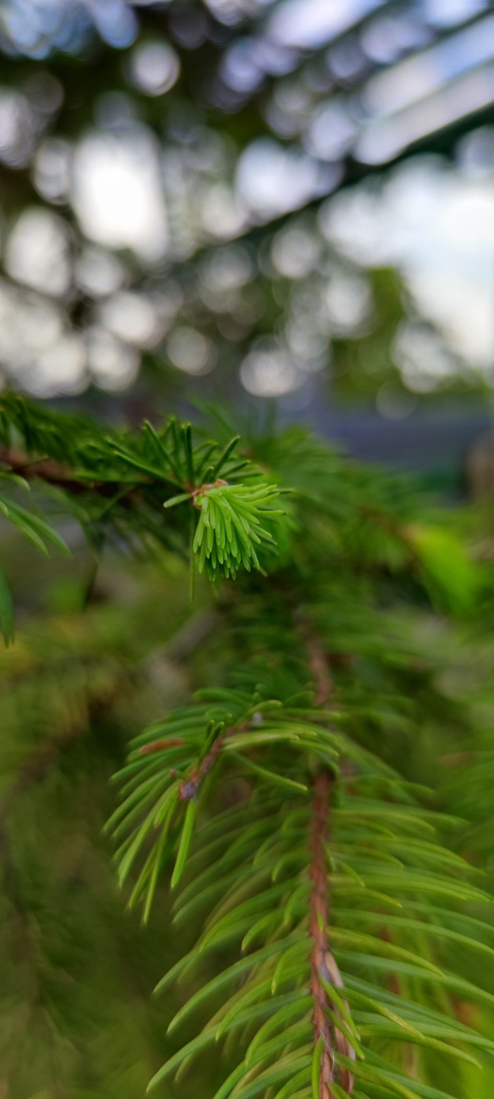 pine forest