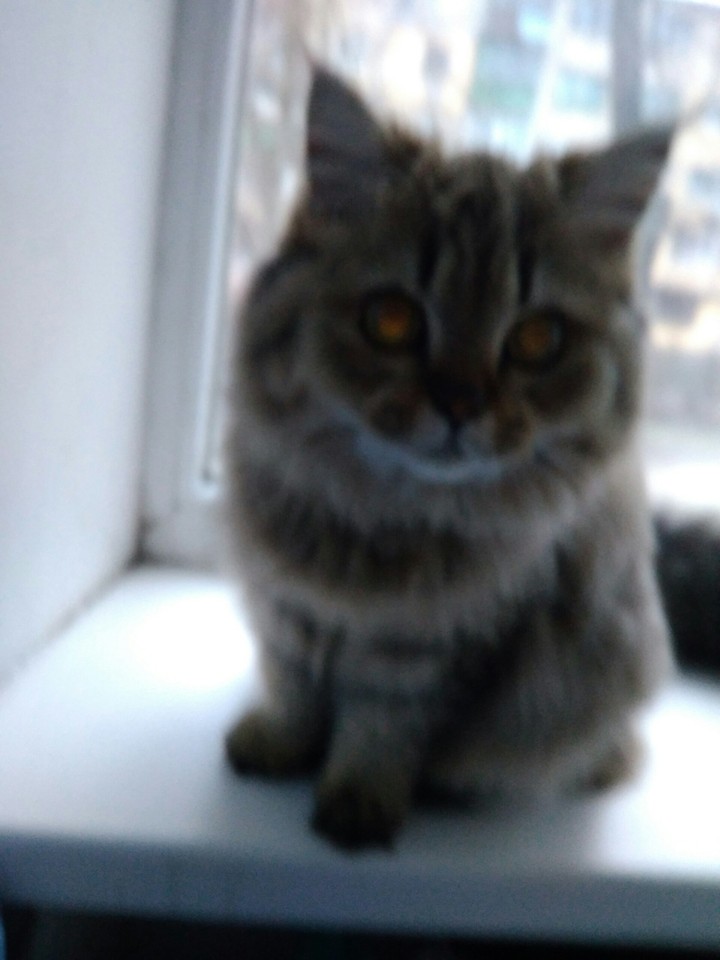 А, Вы любите кошечек?
