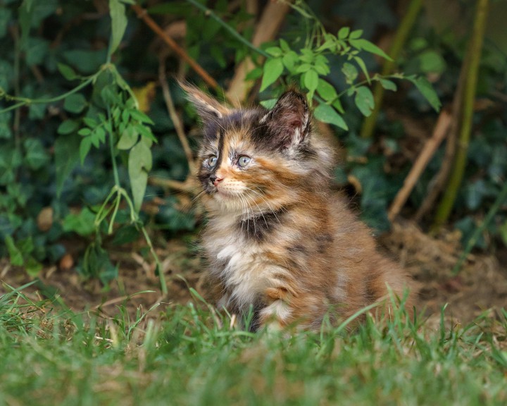 cute cat