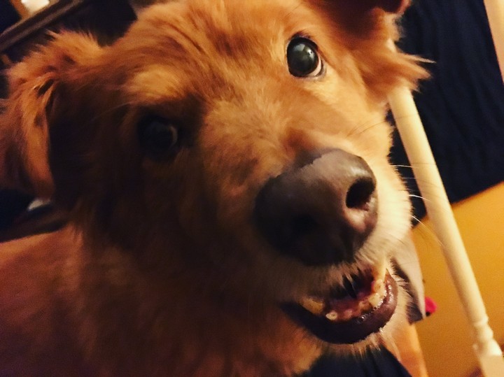 Happy Dog