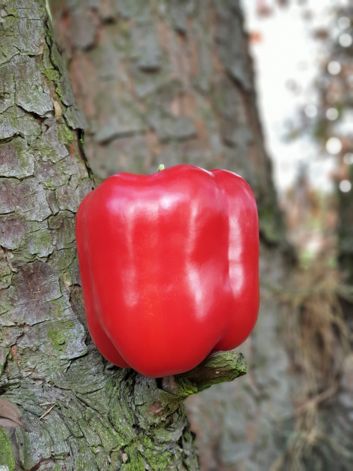 papryka