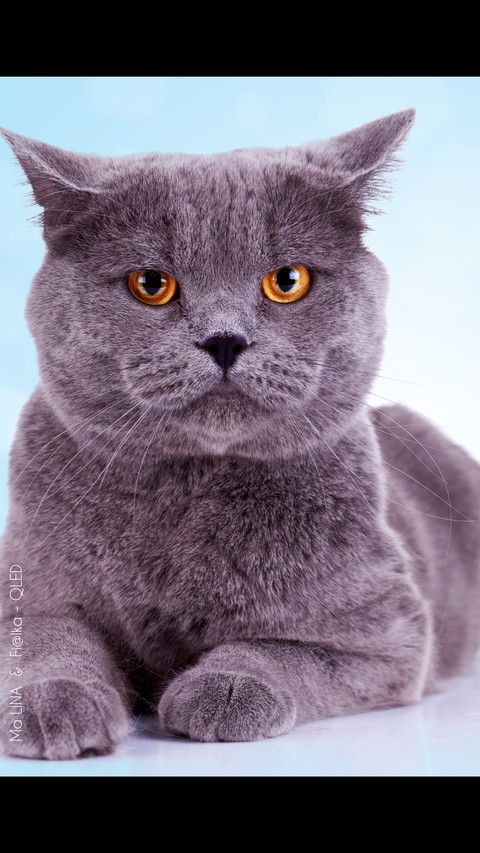 cate