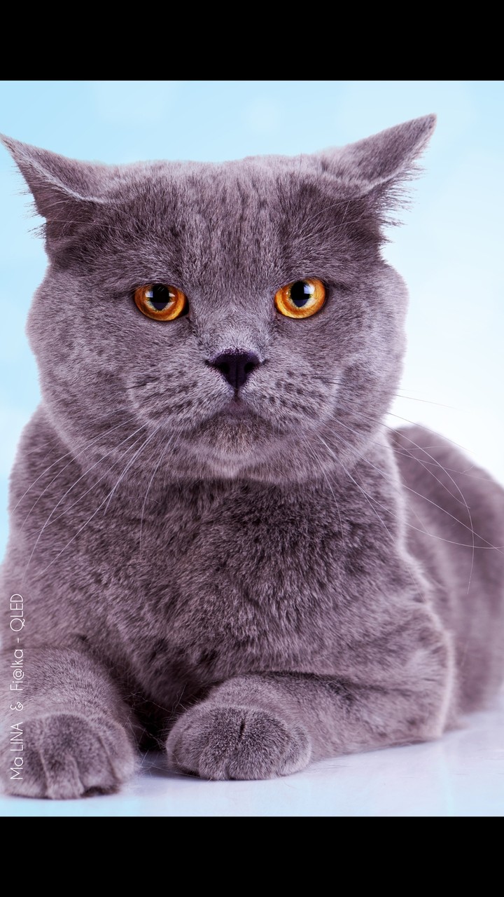 cate