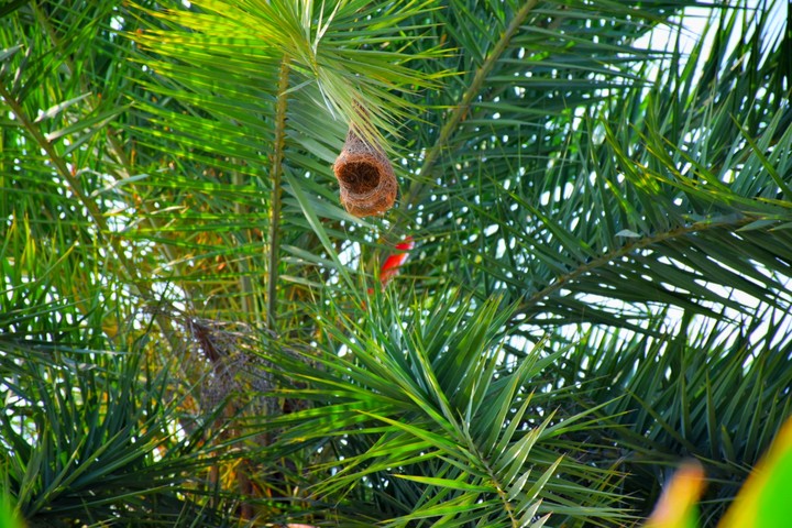 Bird Nest