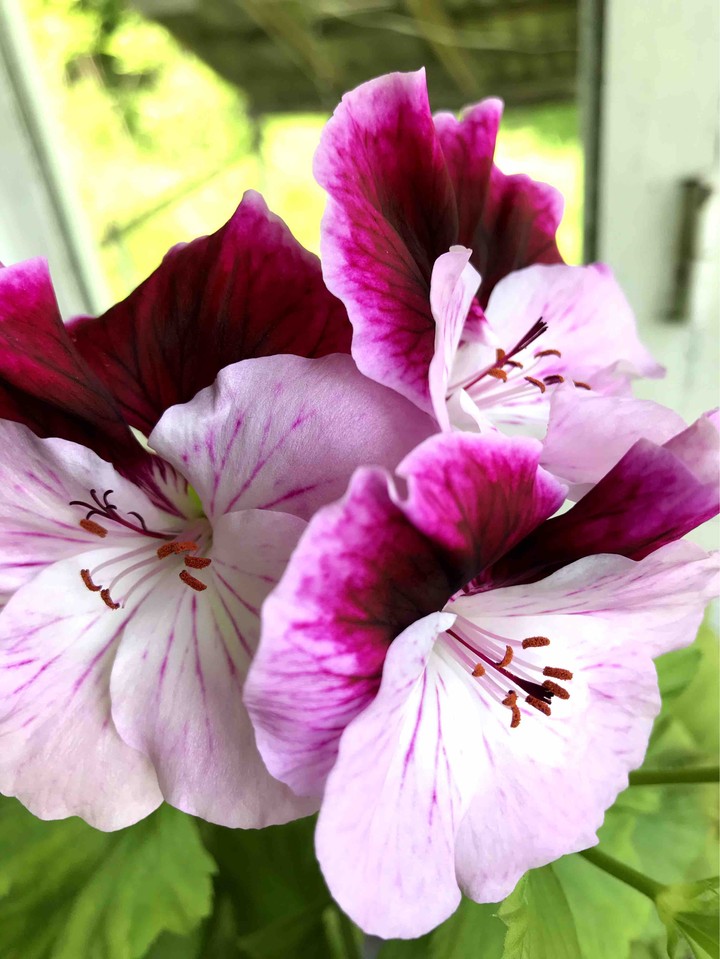 flower - цветок