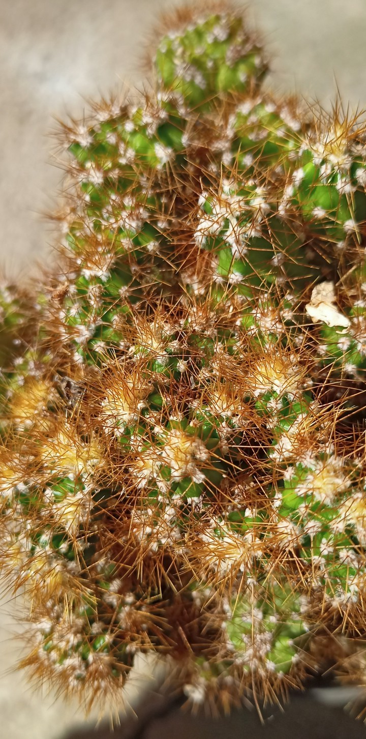 cactus