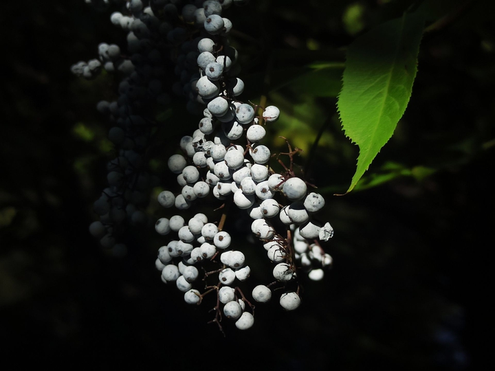 Seems like grapes