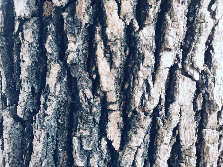 Bark