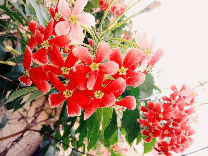 flowers