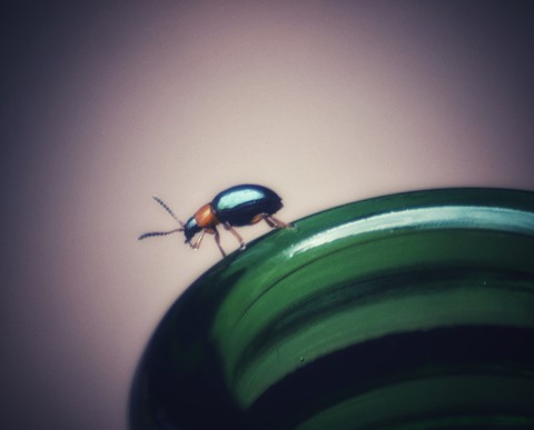 Bug On A Bottle