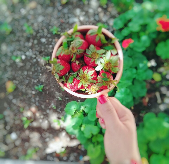 strawberry