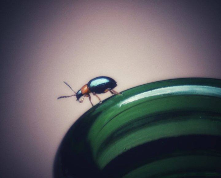 Bug On A Bottle