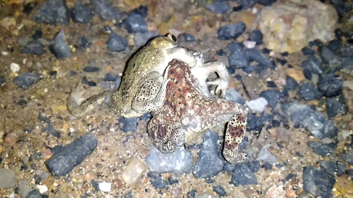 sex to frog