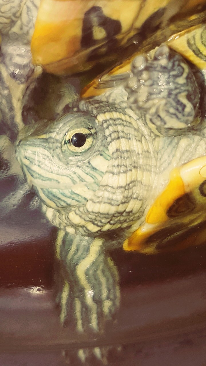 Turtle