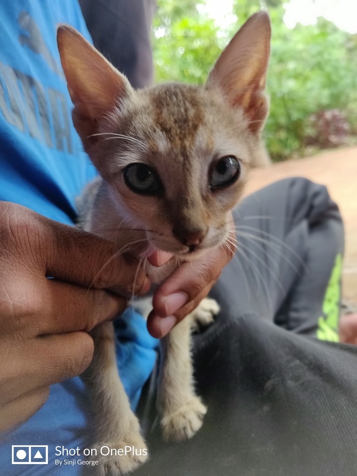 catzy