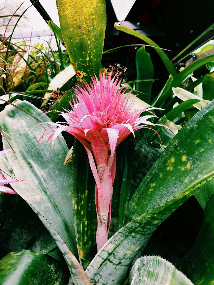 Beautiful wild flower.
