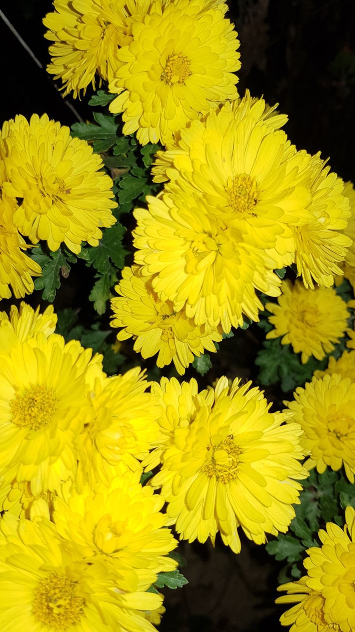 jaune2