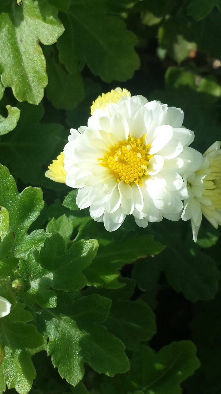 Margherita