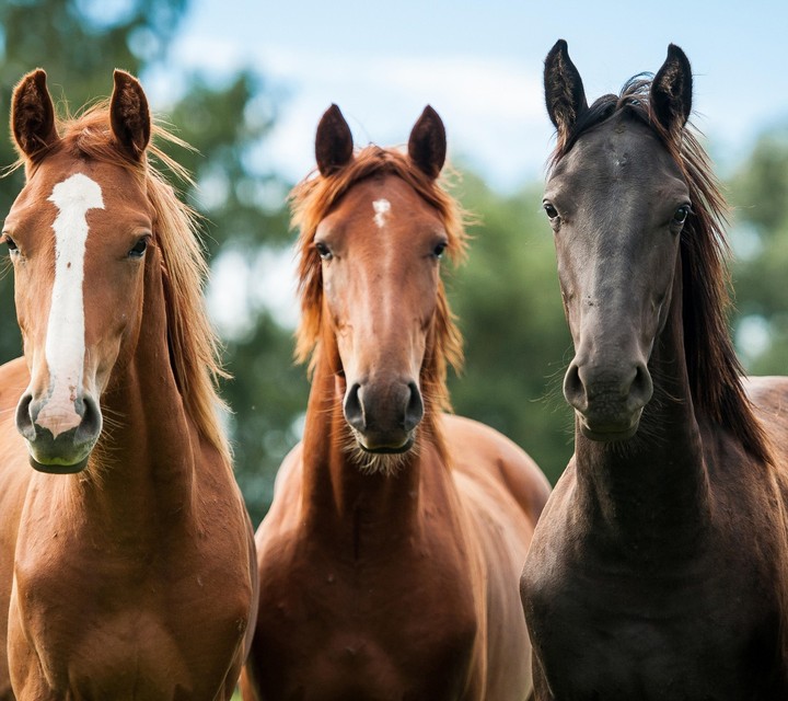 3 horses
