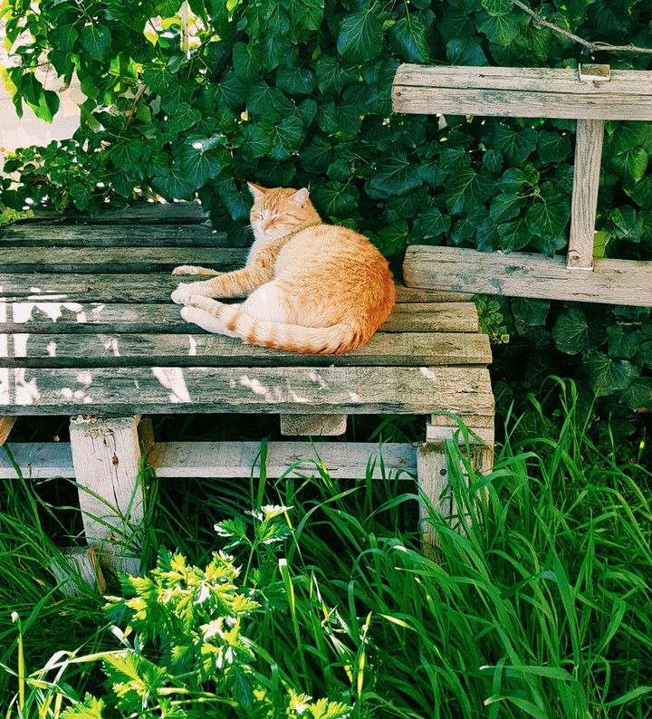 kitty