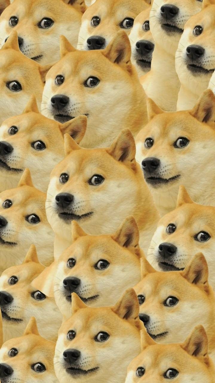 Doge