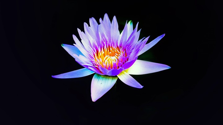 Water lily 4K