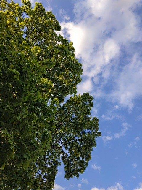 רקעים green, daytime