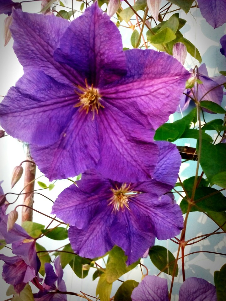 beautiful flower