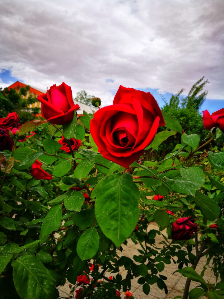 rose