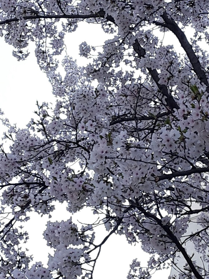 벚꽃