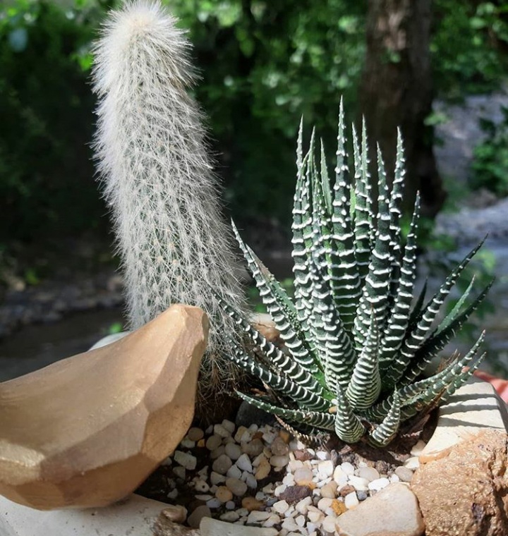 haworthia attenuata