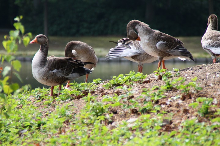 Goose