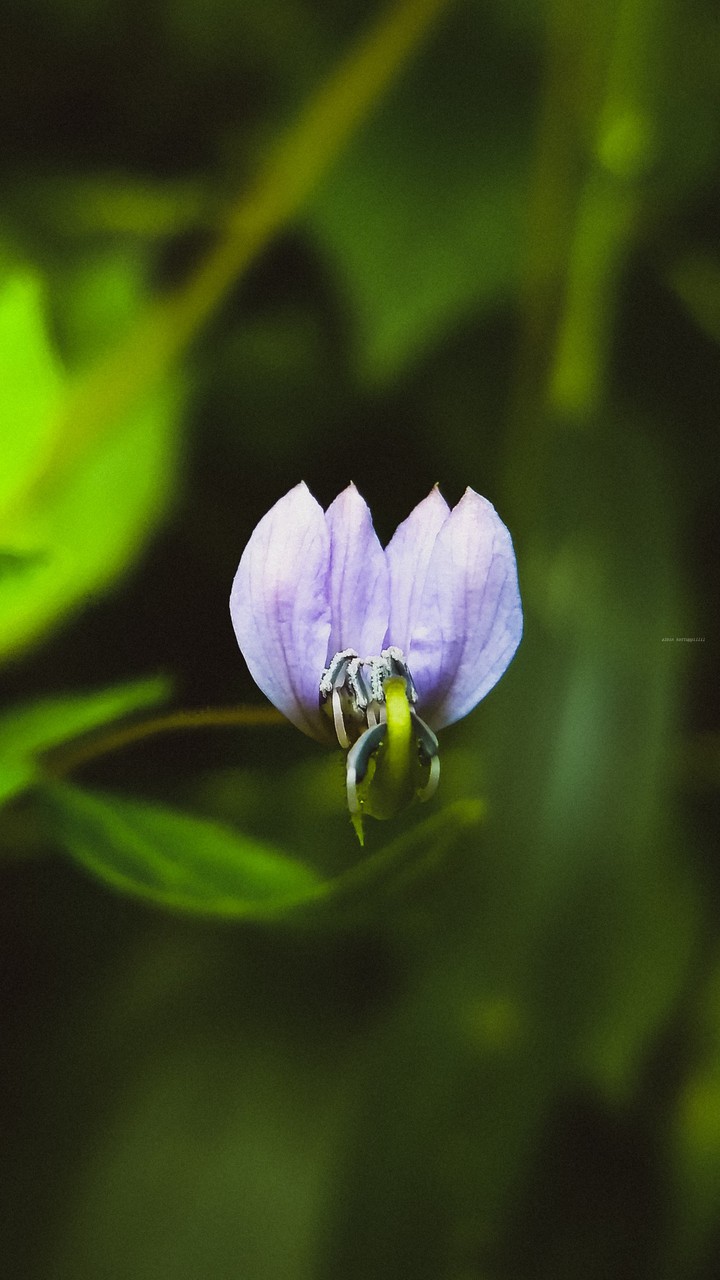 Bloom into Forest