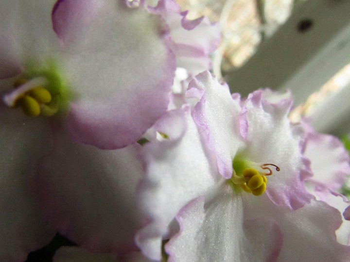 violet
