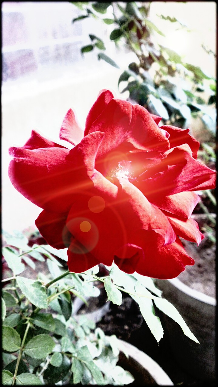 Orange Rose