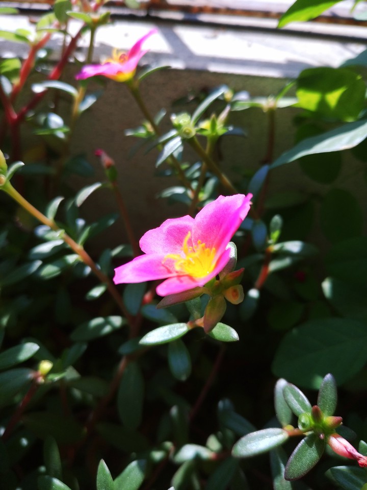 Beautiful Roof Flower - Red