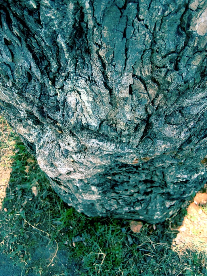 tree