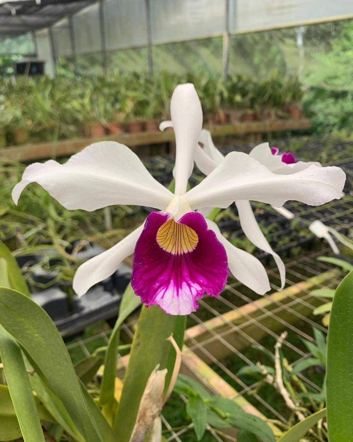Uma flor para outras flores.