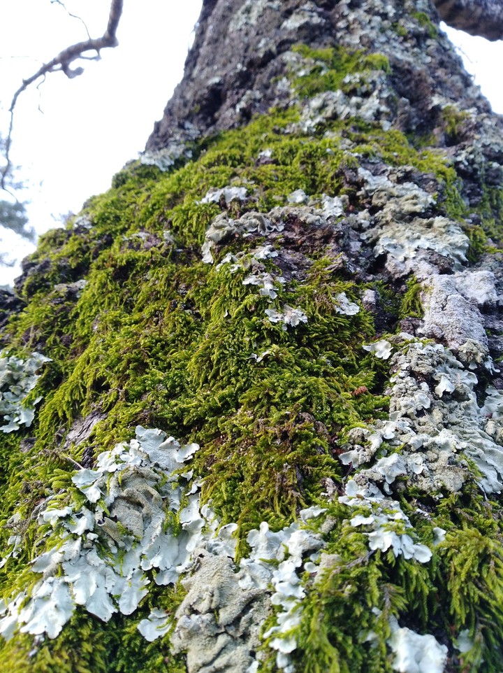 passeggiando per il bosco....