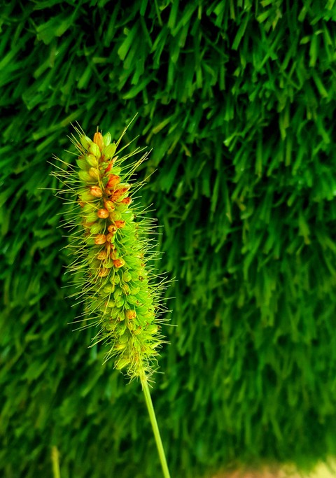 Food grains