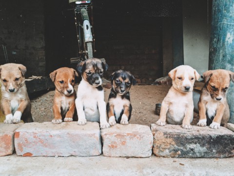 puppies