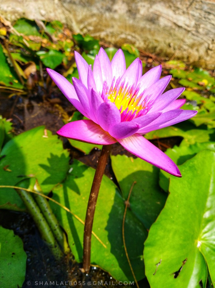 lotus
