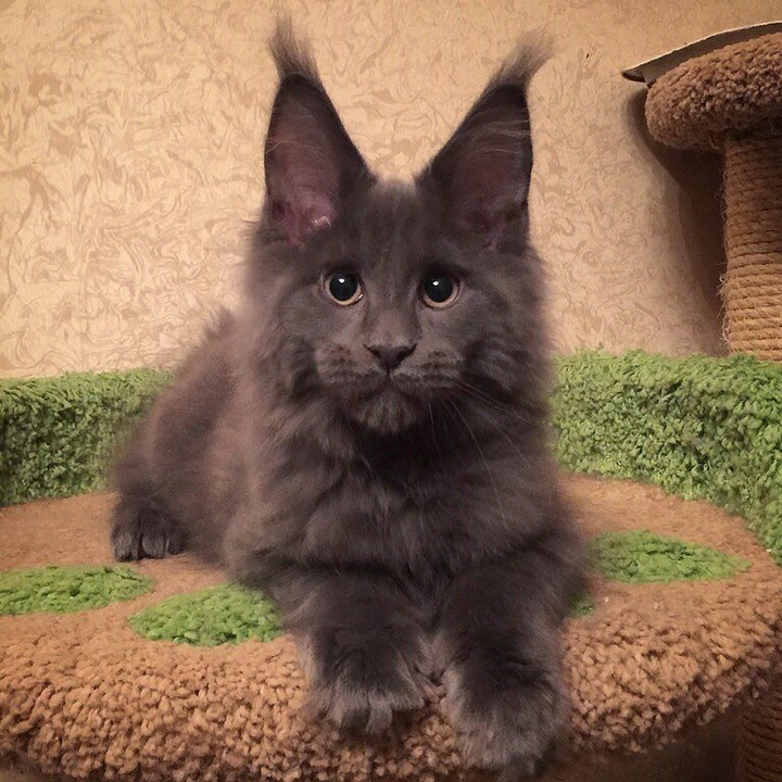 котенок